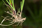 Flattened oatgrass